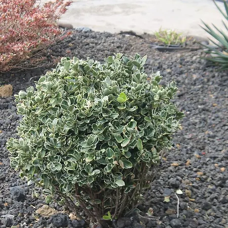 Quintinha Da Chinela *